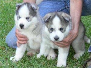 Cute Siberian Husky Puppies for sale FOR SALE ADOPTION