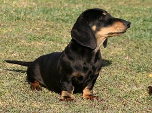 Dachshund puppies FOR SALE ADOPTION