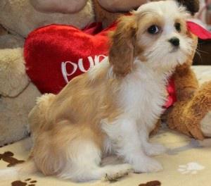 Lovely Cavalier King puppies FOR SALE ADOPTION