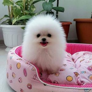 Pomeranian puppies FOR SALE ADOPTION