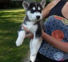 Siberian Husky Puppies for sale FOR SALE ADOPTION