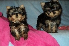 Yorkshire Terrier puppies FOR SALE ADOPTION
