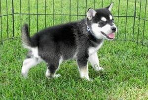 potty trained Male and Female Alaskan Klee Kai Puppies FOR SALE ADOPTION