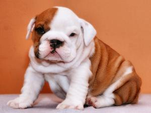 Amazing English Bulldog Puppy Available FOR SALE ADOPTION