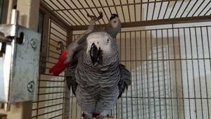 Both male and female congo african greys for sale FOR SALE ADOPTION