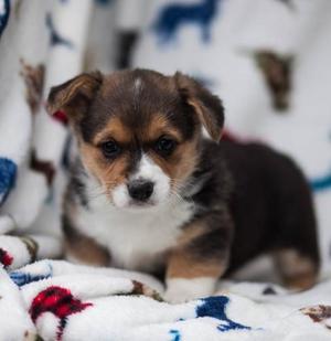 Pembroke Welsh Corgie Puppies For Any New Home FOR SALE ADOPTION