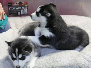 Siberian Husky Puppies For Adoption FOR SALE ADOPTION