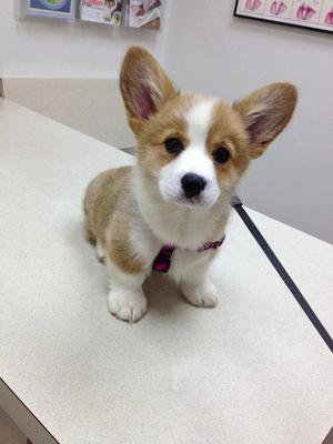 TOP QUALITIES WELSH CORGI PUPPIES AVAILABLE FOR RE HOMING FOR SALE ADOPTION