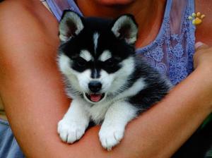 Pomsky puppies FOR SALE ADOPTION