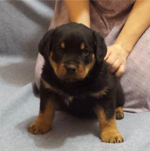 Rottweiler Puppies looking for new home FOR SALE ADOPTION