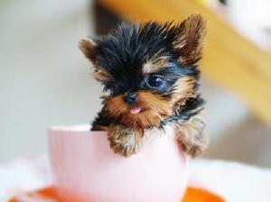 Teacup Yorkie puppies FOR SALE ADOPTION