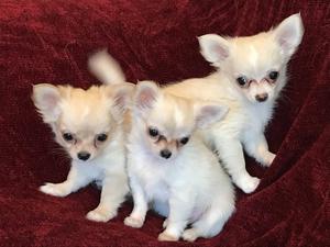 Adorable Chihuahua Longcoat puppies FOR SALE ADOPTION