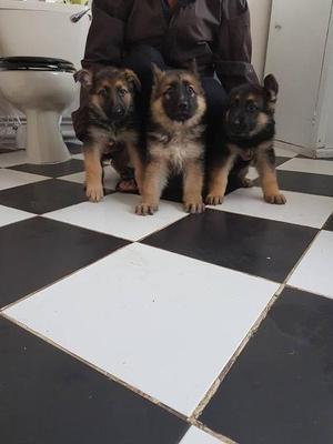 German Shepherd Puppies FOR SALE ADOPTION