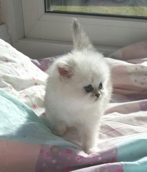 Little Cute Fluffy Himalayan kittens FOR SALE ADOPTION