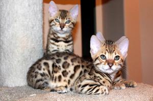 Serval kittens  FOR SALE ADOPTION