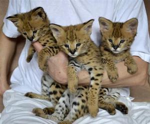 f1 savannah kittens  FOR SALE ADOPTION