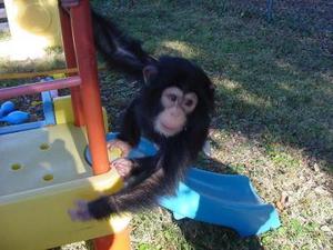 healthy chimpanzee text  FOR SALE ADOPTION