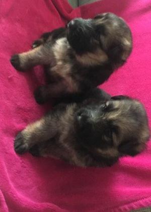 lovely puppies pure bred FOR SALE ADOPTION