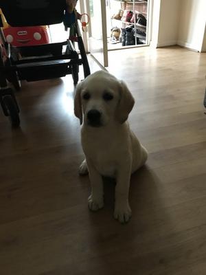 outstanding labrado pupies ready FOR SALE ADOPTION