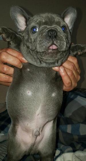 French Bulldogs for Adoption FOR SALE ADOPTION