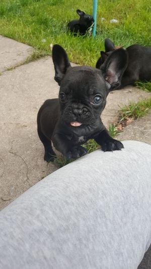 Gentle French Bulldog Puppies For Aadoption FOR SALE ADOPTION