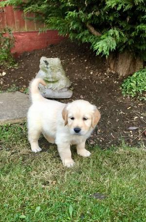 Great Golden Retriever Puppies For Re Homing FOR SALE ADOPTION