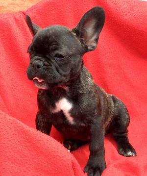 Healthy and Cute French Bulldogs for Adoption FOR SALE ADOPTION