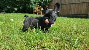 Outstanding French Bulldog Puppies For Sale FOR SALE ADOPTION