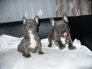 Precious French Bulldog Puppies For New Homes FOR SALE ADOPTION