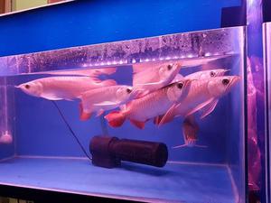 Red Fire tail Giant Gouramis and Arowana fishes for new home FOR SALE ADOPTION