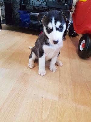 Siberian Huskies Puppies For Re Homing FOR SALE ADOPTION