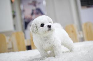Bichon Frise Puppies For Adoption FOR SALE ADOPTION