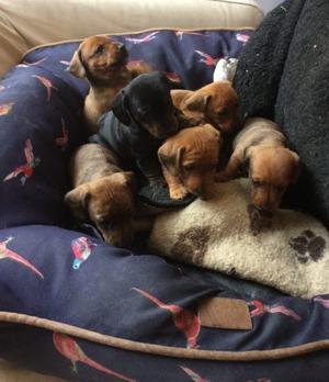 Fearless Jackshounds Puppies FOR SALE ADOPTION