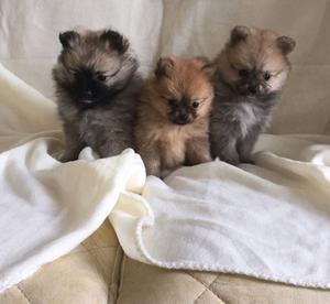 Fine Face Pomeranian puppies for sale FOR SALE ADOPTION