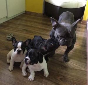 Fully Health Tested French Bullldog Pups FOR SALE ADOPTION