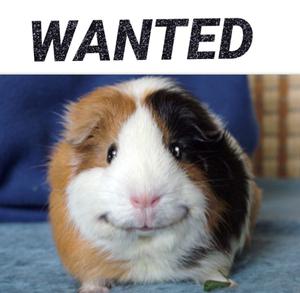 GUINEA PIG S WANTED