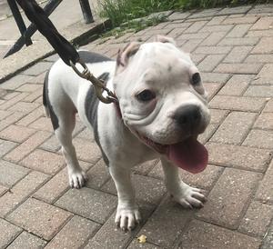 Male American Bully Pup FOR SALE ADOPTION