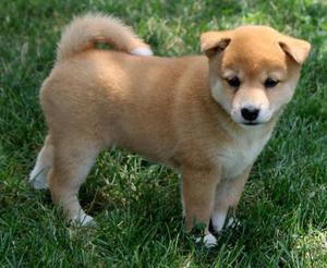 Shiba Inu Puppies For Adoption FOR SALE ADOPTION