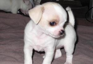 adorble chihuahua babies present FOR SALE ADOPTION