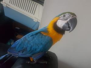 blue and gold macow parots ready FOR SALE ADOPTION