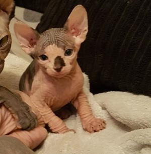 outstanding sphynx kittens ready FOR SALE ADOPTION