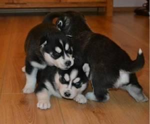 3 Siberian husky pupps 4 adoption  l FOR SALE ADOPTION