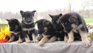German Shepherd Puppies For Adoption FOR SALE ADOPTION