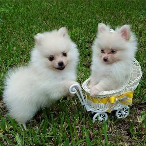 Pomeranian Puppies For Adoption FOR SALE ADOPTION