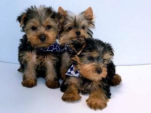 Yorkie Puppies For Adoption FOR SALE ADOPTION