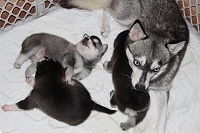 Pure Breed Alaskan Klee Kai Puppies For Sale FOR SALE ADOPTION