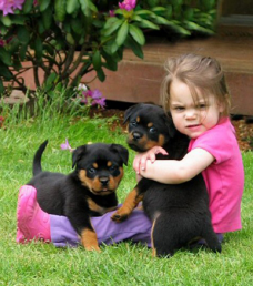 Rottweiler Puppies For Adoption FOR SALE ADOPTION