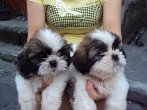 Shih Tzu Puppies For Adoption FOR SALE ADOPTION