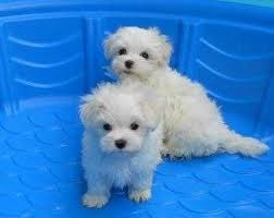 Two Gorgeous Tiny Maltese Puppies Text  FOR SALE ADOPTION