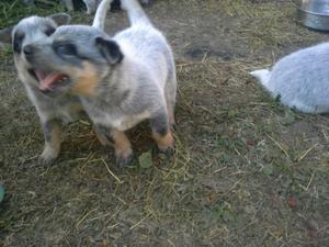 Blue Heeler puppies for sale FOR SALE ADOPTION